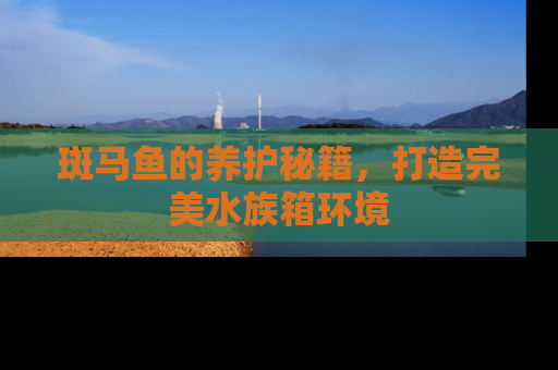斑马鱼的养护秘籍，打造完美水族箱环境