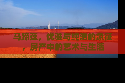 马蹄莲，优雅与纯洁的象征，房产中的艺术与生活